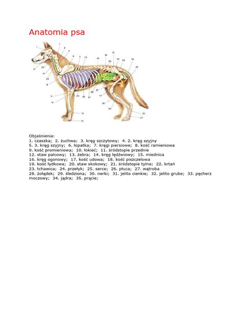 Anatomia psa s vyznačenými kĺbmi