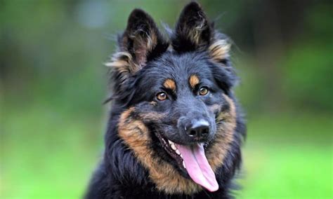 Chodský pes s dieťaťom