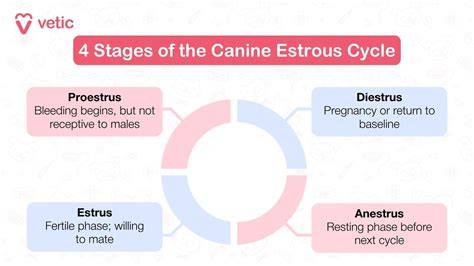 Infografika: four-stage estrous cycle in dogs