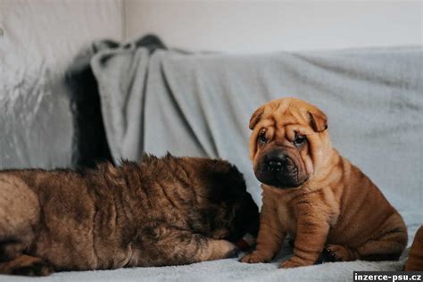 Šarpej s typickou vráskavou kožou