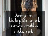 Pes reagujúci na slová lásky