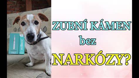 infografika_príčiny_a_liečba_zubného_kameňa_u_psov