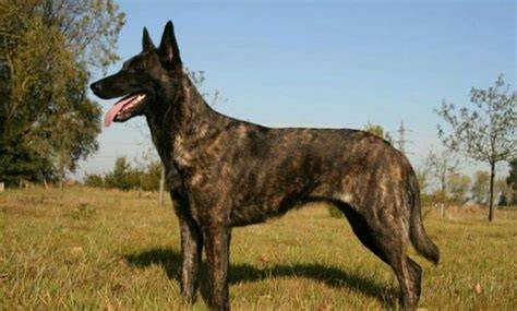 Infografika: Porovnanie Malinois a Hollandse Herder
