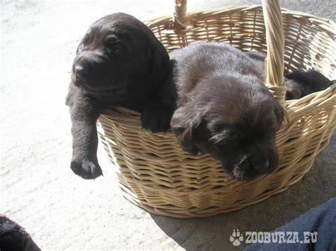 Infografika: Základný plán výchovy šteniatka labradora