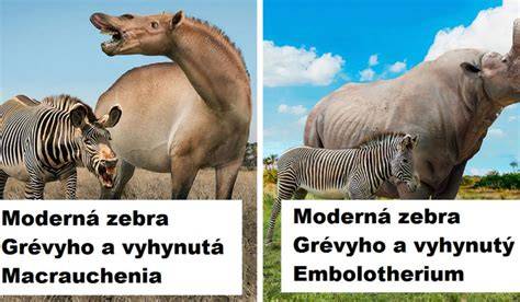 Grafika: Porovnanie zvieracích adaptácií a ľudských pováh