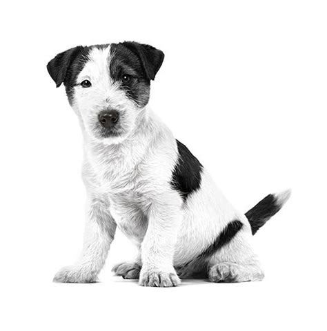 Šteňa Jack Russell teriéra