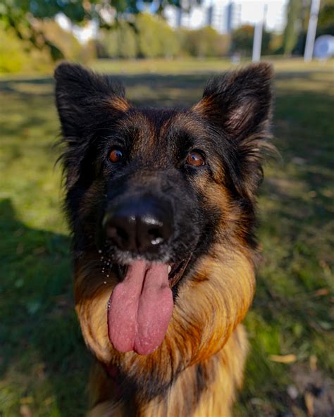 Ilustračná fotografia psa s reflexným obojkom v tme