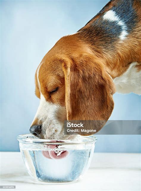 Pes pije vodu z misky