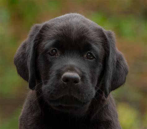 Obrazok_odchovy_Labradorov.jpg