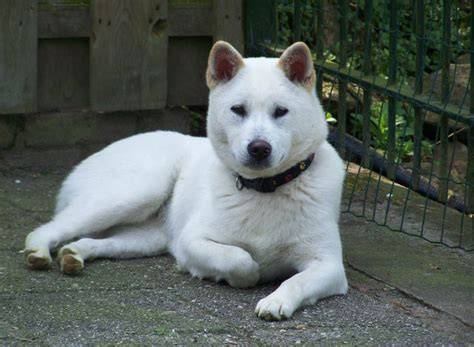 Kishu Ken a Kai Ken - vzhľad a temperament