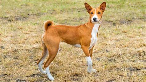 Basenji - charakteristika a zvukové špecifiká