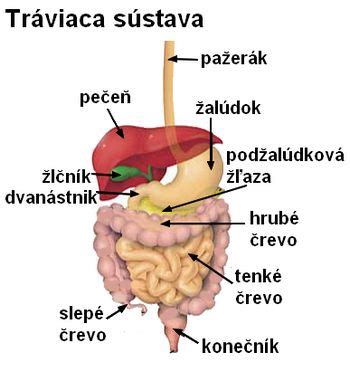 Infografika: Umiestnenie žalúdka v brušnej dutine psa a mechanizmus torzie