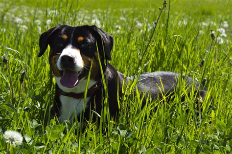 Pes stopuje v tráve