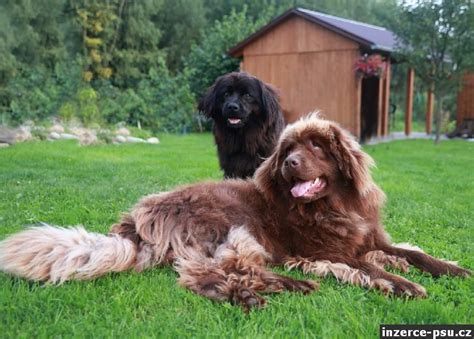 Ilustrácia porovnávajúca veľkosť novofundlandského psa a bernardína