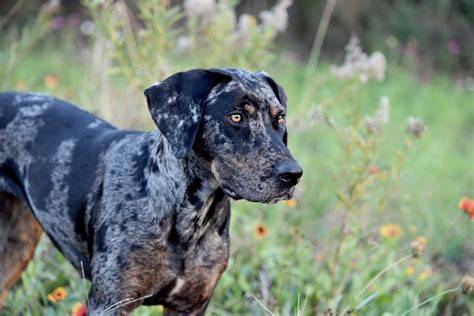 Schéma farieb a vzorov srsti Catahoula (merle, strakaté, solid)