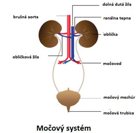 Infografika: Močová sústava psa - obranný systém a signály problémov