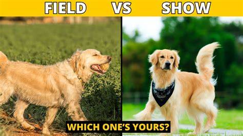 Infografika: Porovnanie línii Show vs. Field a základné charakteristiky srsť a farieb labradora