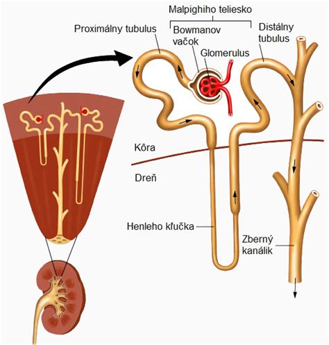 Schéma funkcie nefrónu v obličke