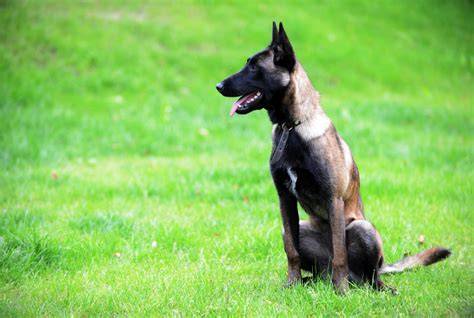 Belgický ovčiak Malinois pri výcviku agility