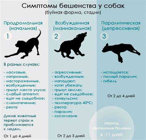 Infografika: Cesty šírenia besnoty a obrázok typických foriem besnoty u zvierat