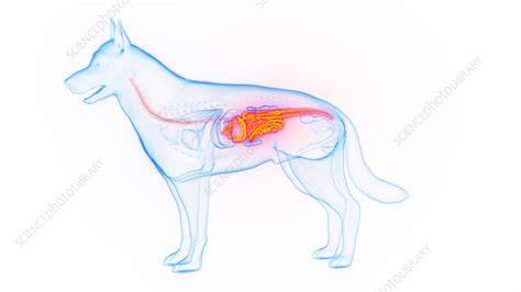 illustration of a dog with a bone in the digestive tract