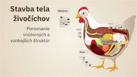 Schéma: Typická stavba tela trpasličieho špica