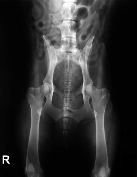 RTG snímka zdravého bedrového kĺbu psa