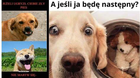 Grafika: Porovnanie dvojslabičných a jednoslabičných mien, a ich zrozumiteľnosti pre psa