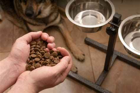 Prehľad druhov mäsa a ich vhodnosti pre psov