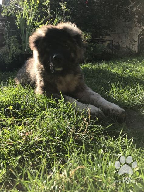 Šteniatko kaukazského ovčiaka