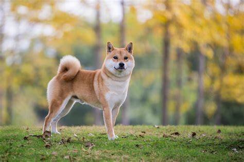 Mapa dostupnosti a regiónových variánt potlače Shiba Inu