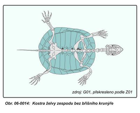 Infografika: Vývoj a stavba tela slovenského kopova