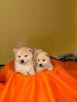 Ilustračná fotografia šteniatka Shiba Inu