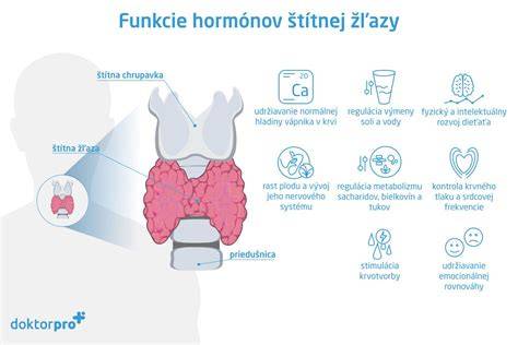 Infografika: štruktúra štítnej žľazy a hlavné hormóny T4 a T3