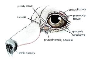 Ilustrácia oka psa so zápalom spojiviek