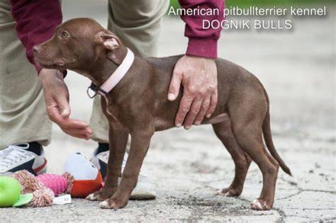 Schéma proporcí amerického pitbulteriéra: výška, hmotnost, objem hrudi