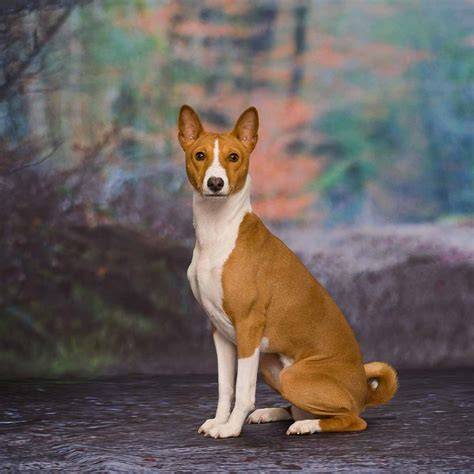 Schéma: genealogia a rozšírenie basenji po svete