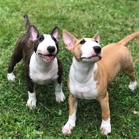 Porovnanie veľkostí bulteriéra a miniatúrneho bulteriéra