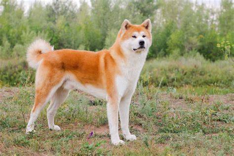 Obrázok k výcviku Akita Inu: dedičnosť a vyžarovanie
