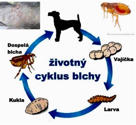 Infografika: Životný cyklus vnútorných parazitov u psov
