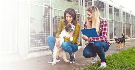 Infografika: Cesty adopcie psa z útulku a kroky starostlivosti