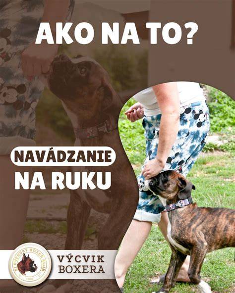 Usporiadanie fixácie psa v sede a ľahu