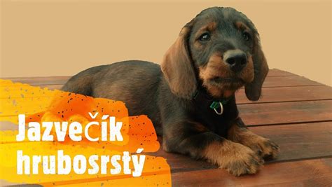 Infografika: Porovnanie výšky a hmotnosti Alpského jazvečíkovitého duriča a Nemeckého duriča
