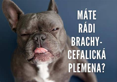 Infografika: Ako minimalizovať pach psov a čo očakávať od plemien s vlasmi