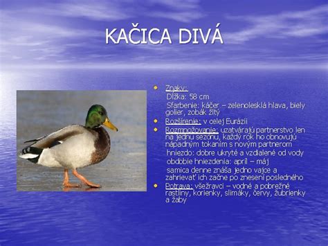 Sfarbenie a znaky veľhada kráľovského