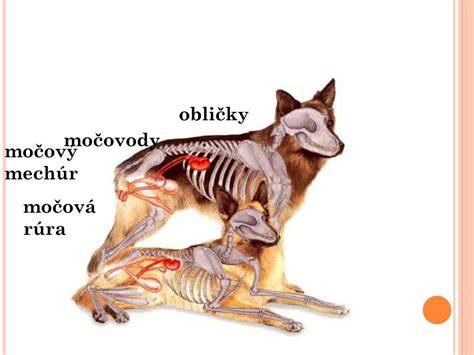 Infografika anatomie močovej sústavy psa: obličky, močovody, mechúr a močová rúra