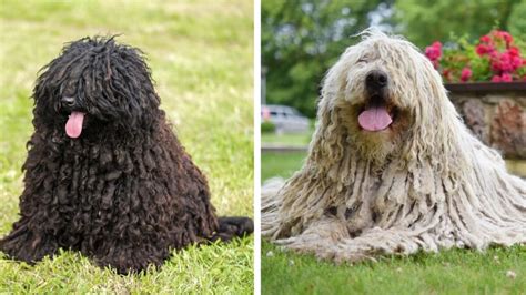 Ilustračná infografika: Rozdiely medzi plemenami Pumi, Puli a Komondor