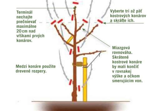Schematické znázornenie rodokmeňa ovocných stromov