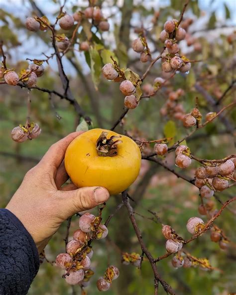 Ovocný strom s dozrievajúcimi plodmi