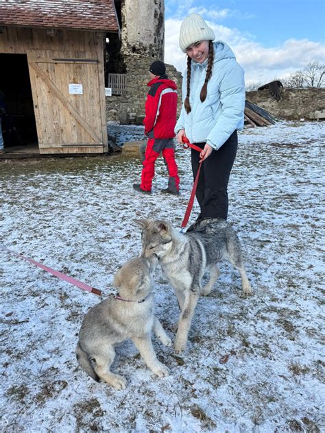 Štandard FCI pre československého vlčiaka